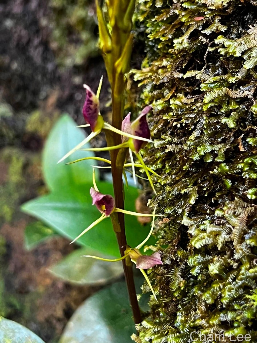 Cryptostylis arachnites (Blume) Hassk.
